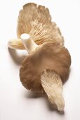 Three oyster mushrooms