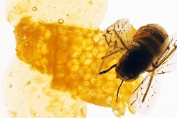 Honig, Honigwabe und Biene