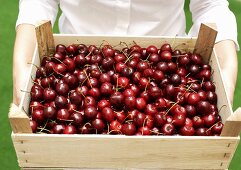 Person holding crate of fresh cherries