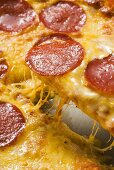 Salami and cheese pizza (detail)