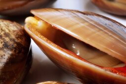 Assorted shellfish (close-up)