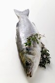 Fresh sea bass with thyme