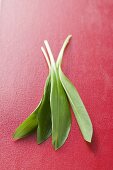 Fresh ramsons (wild garlic) on red background