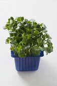 Daikon cress in plastic punnet