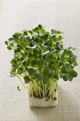 Daikon cress