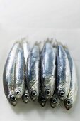 Several fresh anchovies