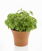 Basil in pot