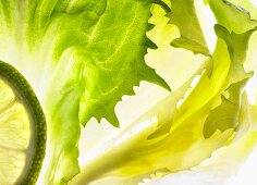 Endive with a slice of lime