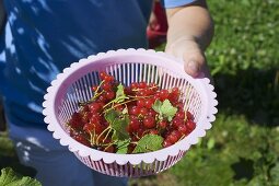 Junge hält Schale mit roten Johannisbeeren