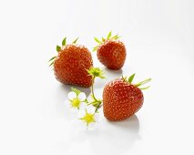 Drei Erdbeeren mit Erdbeerblüten