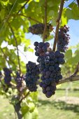 Pinot noir grapes, New Zealand