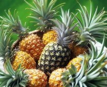 Ripe pineapples in a basket with one unripe one