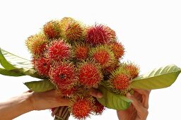 Freshly-picked rambutans