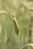 Ear of barley in the field