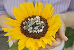 A sunflower with unshelled sunflower seeds