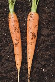 Two carrots on soil