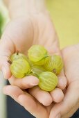 Fresh gooseberries in someone's hand