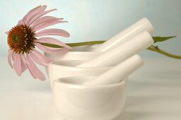 Purple coneflower (Echinacea) and three mortars & pestles