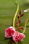 Stem of freesias on banana leaf