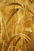 Ears of rye in the field