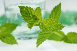 Fresh peppermint leaves in front of a glass of water