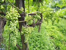 Weinstöcke mit grünen Trauben