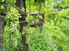 Green grapes on a vine