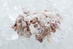 Frozen squid