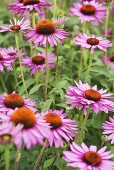 Echinacea (echinacea purpurea) in a garden