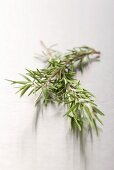 Rosemary on a metal surface