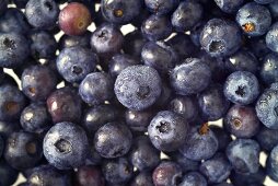 Blueberries, filling the picture