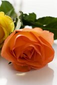 Orange rose