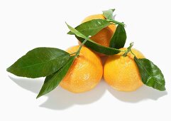 Three mandarin oranges with leaves