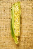A corn cob with husks