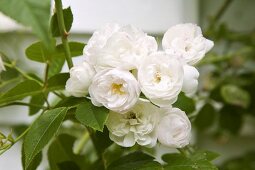 White shrub roses