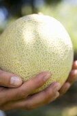 Hand holding a cantaloupe melon