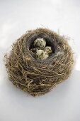 Quail's eggs in nest