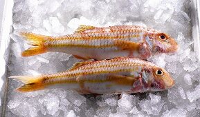 Two red mullet on ice