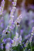Lavender flowers with two bumble-bees