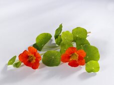 Nasturtium flowers with leaves