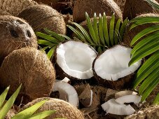 Stillleben mit ganzen und geöffneten Kokosnüssen