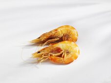 Two shrimps