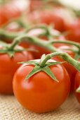 Frische Tomaten an der Rispe