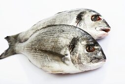 Two sea bream