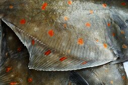 Two plaice (detail)