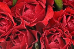 Rote Rosen mit Tautropfen (Close Up)