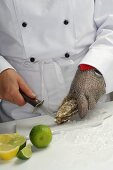 Koch öffnet Austern mit Austernmesser
