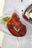 Chef serving lobster