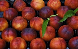 Nectarines in a crate