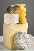 Live mouse on pieces of different cheeses